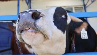 Kurbanlık seçerken dikkat: Uzmanından kritik uyarılar