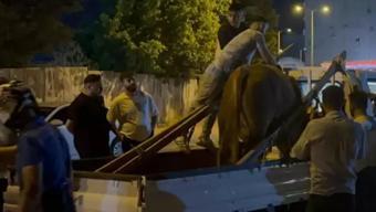 İstanbulda mahalleyi karıştıran kurbanlık Sahibinin kolu kırıldı, boğa akıma kapıldı...