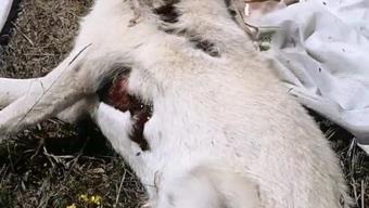 Ormanda 3 köpek ölü bulundu