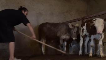 Öküz alırız o parayla repliği ilham verdi... Evlenmesi için babasının biriktirdiği parayla hayatını değiştirdi...