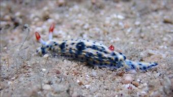 15 Yıl Sonra Yeniden Ortaya Çıktı Antalya Körfezinde Görüldü: “Denizin İncileri”