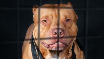 Şoke eden olay Yatakta uyurken vuruldu: Polise köpeğim tetiğe bastı dedi...