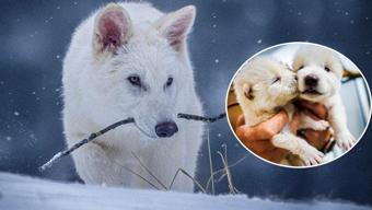 10 bin yıl sonra ulu kurtlar yeniden hayatta Nesli tükenmişti… Bilim insanları detayları açıkladı