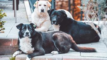 Hayvanseverlerin 25 milyon TLlik bağışını zimmete geçiren 10 şüpheli tutuklandı