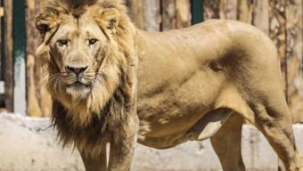 Manavgat’ta aslan saldırısı: 1 kişi yaralandı Cep telefonuyla görüntülendi