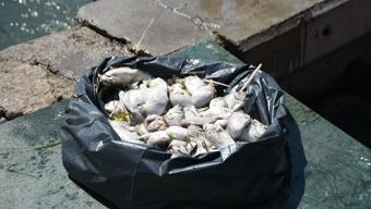 İzmir Körfezi alarm veriyor Balık ölümleri kötü koku yayıyor