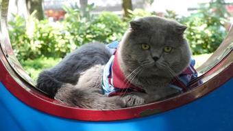 Tribünlerde bir ilk: Bordo mavili taraftar kedi Toma vize