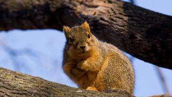 Bir mahalleyi karıştıran sincap ‘Şaka değil’…