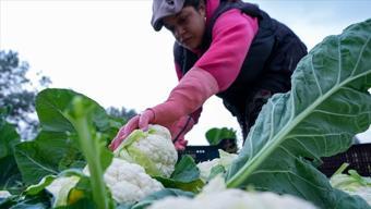 226 milyon liralık tarımsal destek bugün hesaplara yatıyor