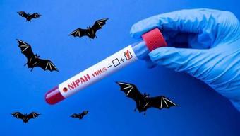Sessiz Bir Tehdit: Yarasalardan İnsanlara... Nipah Virüsü COVID-19 Gibi Yayılabilir Mi