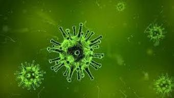 COVİDDEN 5 KAT DAHA ÖLDÜRÜCÜ Nipah virüsü yeni pandemi habercisi mi