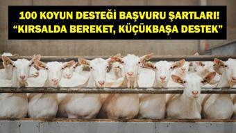 100 KOYUN DESTEĞİ 2026: TARSİM “Kırsalda Bereket, Küçükbaşa Destek” Başvuru Tarihleri Neler Kimler Faydalanabilir, Başvuru Şartları Neler