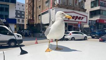 Kebapçı esnafının elinden beslenen martı Pamuk, Gebze’nin maskotu oldu