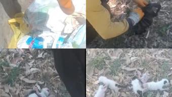 Temizlik görevlileri fark etti Poşete koyup çöpe atmışlar