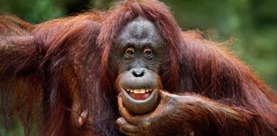 orangutan-diplomasisi-planin-merkezinde-palm-yagi-var