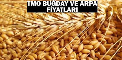 bugday-taban-fiyatlari-2024-ne-kadar-oldu-toprak-mahsulleri-ofisi-tmo-bugday-ve-arpa-alim-fiyatlari