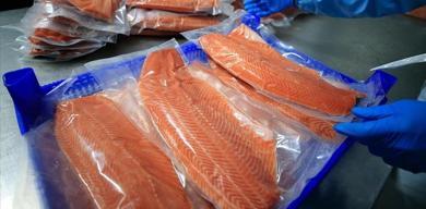 dogu-karadenizden-turk-somonu-ihracati-rekor-seviyeye-ulasti