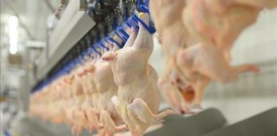 tuik-acikladi-tavuk-eti-uretimi-artarken-yumurta-uretimi-dustu