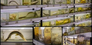 turkiye-denizlerinde-550-balik-turu-azaldi-uzmanlar-alarm-verdi