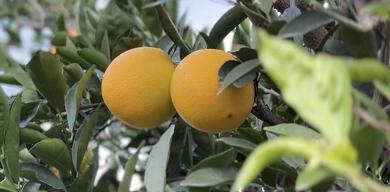 finike-portakali-hasat-donemi-basladi