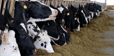 turkiyede-et-ve-sut-uretiminde-arz-sikintisi-beklenmiyor