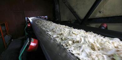 mus-ve-vanda-seker-pancari-hasadi-basladi