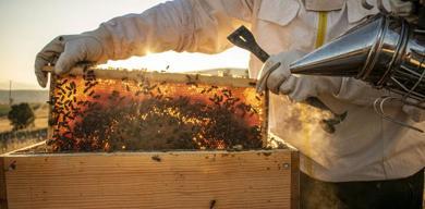 dogu-karadenizin-bal-ihracati-19-milyon-dolari-asti