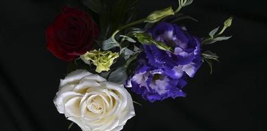 turkiyeden-yilbasi-icin-12-milyon-dolarlik-cicek-ihracati