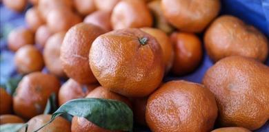 turkiyenin-mandalina-ihracati-rekora-ulasti