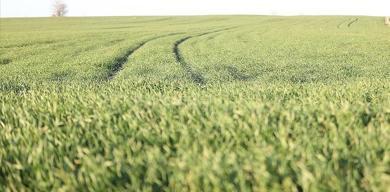 trakyada-sicak-hava-bugdayi-erken-uyandirdi