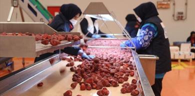 dondurulmus-gida-sektoru-2026ya-hazirlaniyor