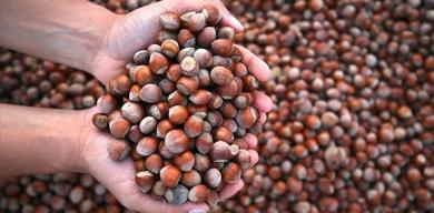 dogu-karadenizde-kar-yagisi-findik-icin-umut-verdi