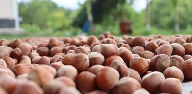 findik-sezonunda-ilk-dort-ayda-yuksek-islem-hacmi