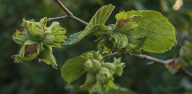 turkiyenin-findik-ihracatinda-almanya-zirvede-2025te-225-milyar-dolarlik-gelir