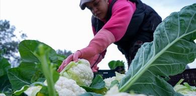 226-milyon-liralik-tarimsal-destek-bugun-hesaplara-yatiyor