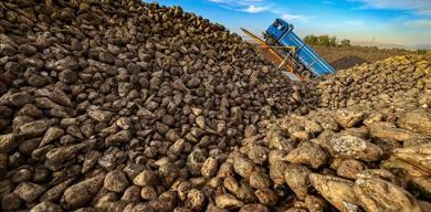 seker-pancarinda-rekor-yil-uretim-29-milyon-tonu-bulacak