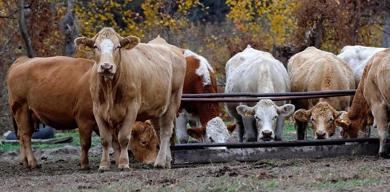 turkiyem-birden-ureticilere-mujde-yem-fiyatlari-sabit