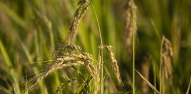 tmo-celtik-alim-fiyatlarini-acikladi