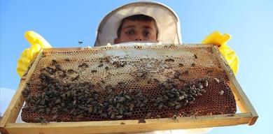turkiyede-bal-uretimi-artti-koloni-sayisi-azalirken-verimlilik-yukseldi