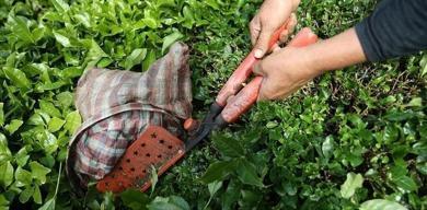 turk-cayi-ihracati-ocakta-yuzde-66-artti-21-milyon-dolara-ulasti