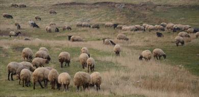 kirsalda-bereket-projesi-basliyor-150-bin-kucukbas-dagitilacak