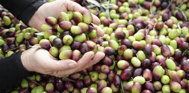milas-cekiske-zeytinine-ab-tescili-yolda