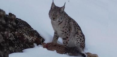 yer-erzincan-vasagin-tavsan-avi-kamerada