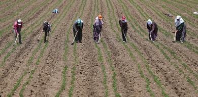 tarim-iscilerinin-geliri-yukseldi-gunluk-ucret-1299-liraya-cikti