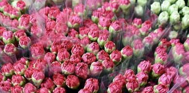 ingilterede-anneler-gunu-icin-turk-cicekleri-yola-cikti