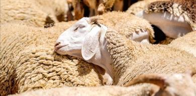 kucukbas-hayvanciliga-buyuk-destek-basvurular-nisanda-basliyor