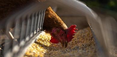 un-yem-tavuk-ve-yumurta-sanayicileri-savasin-golgesinde-irak-pazarina-odaklandi