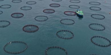 turk-somonu-ihracati-ilk-ceyrekte-91-milyon-dolari-asti