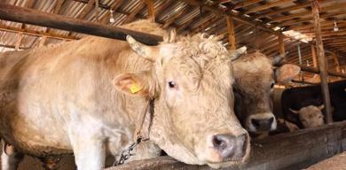 11-tonluk-kurbanlik-pasa-otomobil-fiyatina-satisa-cikarildi