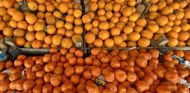 turkiyenin-turuncgil-ihracati-ilk-ceyrekte-rekor-buyume-gosterdi